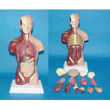 85cm Male Medical Anatomic Torso Human Anatomy System Model